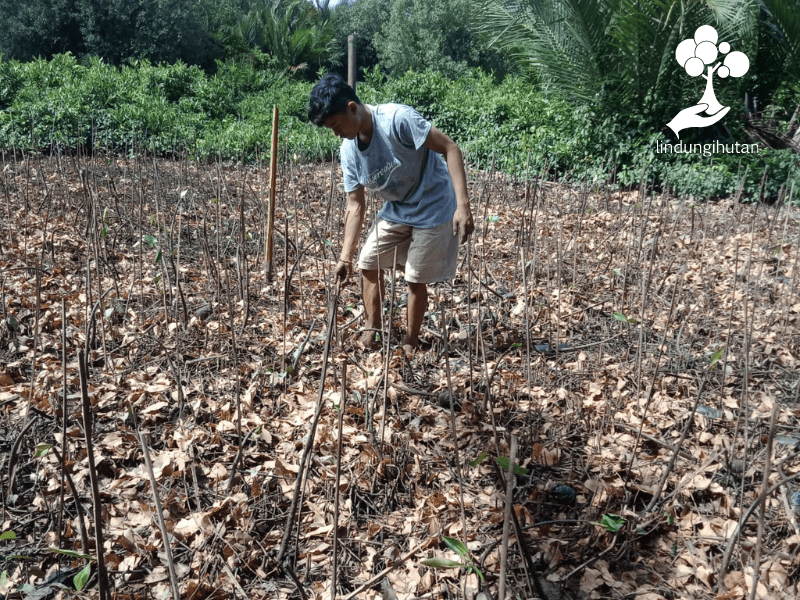 Mitra petani LindungiHutan sedang menanam bibit mangrove di Cilacap, Jawa Tengah.