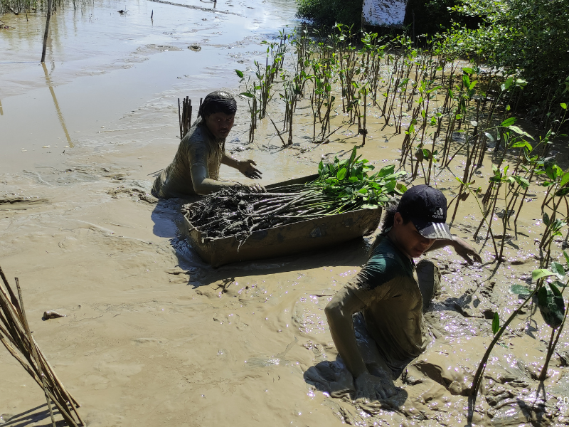 Proses penananaman pohon mangrove program Arei Outdoor Gear "Tumbuh Bersama Pesisir Trimulyo".