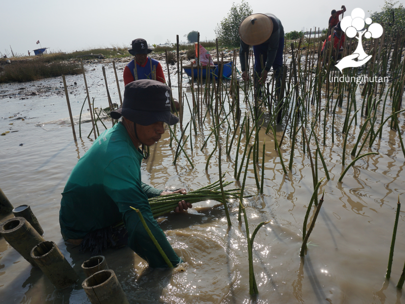 Kelompok CAMAR tanam mangrove Cozmeed