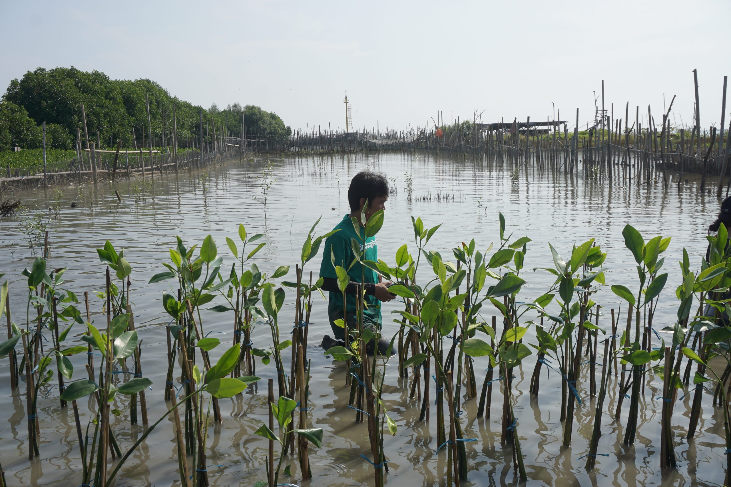 Pantai Tambakrejo Semarang