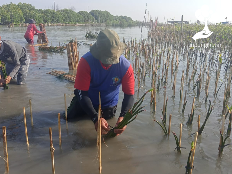 Exacoat tanam mangrove