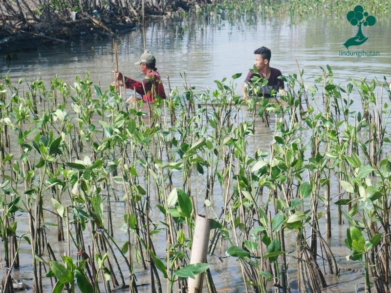 Kelompok CAMAR menanam bibit mangrove di tambakrejo.