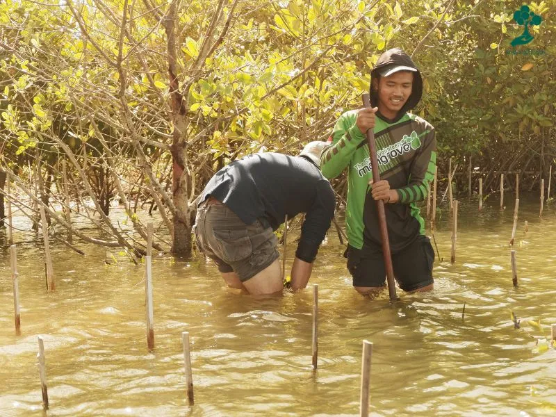 Mangrove Pantai Baros