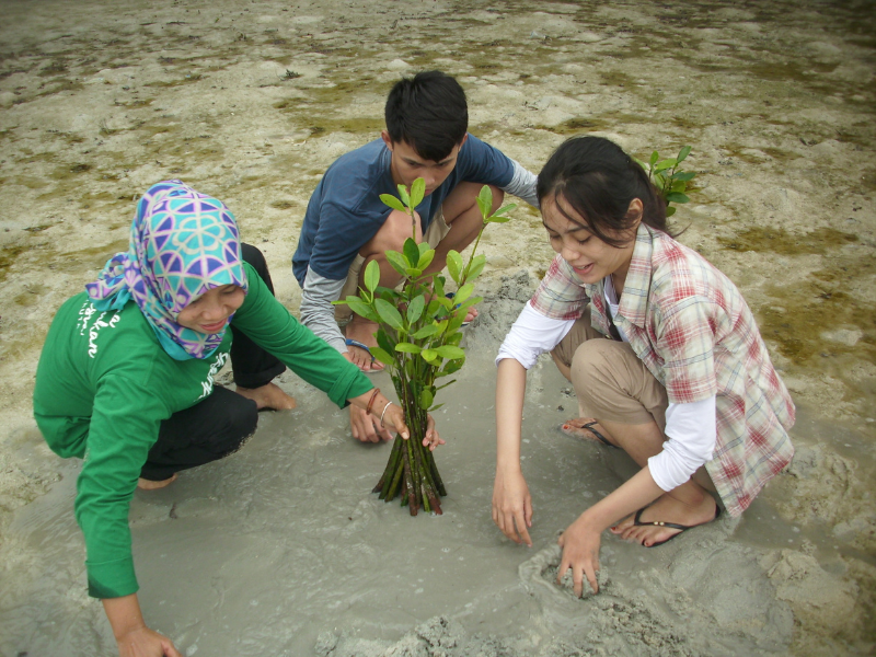 Penanaman mangrove di Pulau Pari.