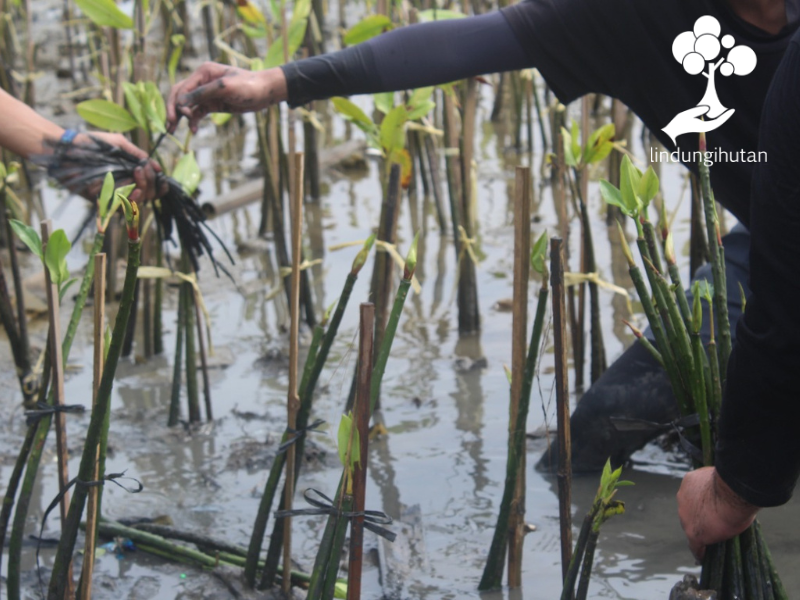 Penanaman pohon mangrove oleh PT Santos Jaya Abadi (Kapal Api Group).