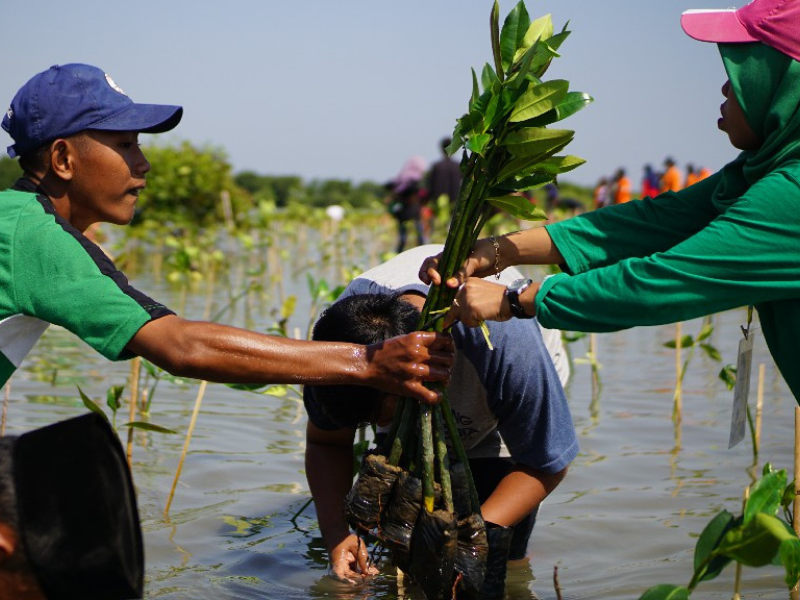 Foto penanaman mangrove oleh mitra LindungiHutan di Pantai Kartika Jaya Kendal.