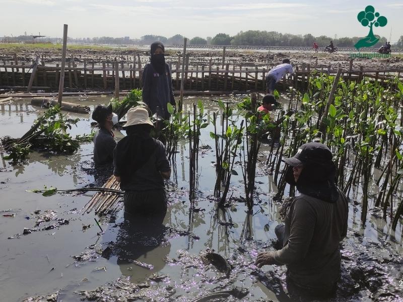 Kegiatan penanaman mangrove di Tambakrejo.