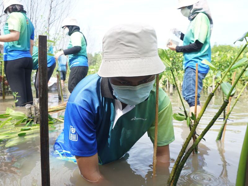 Foto salah satu karyawan Pertagas sedang menanam bibit pohon bakau.