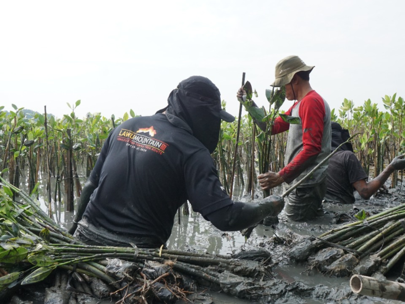 Penanaman mangrove di Pesisir Tambakrejo oleh mitra petani LindungiHutan.