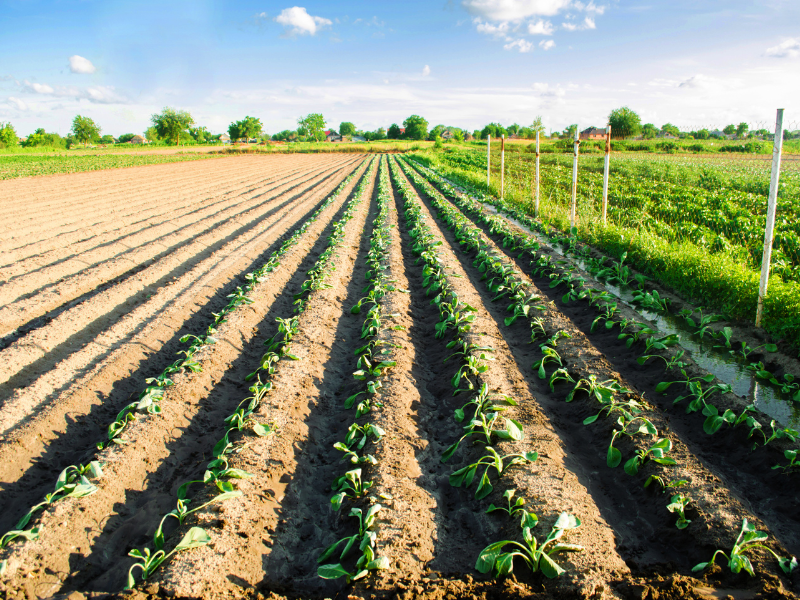 Sebenarnya, kawasan agropolitan itu apa?