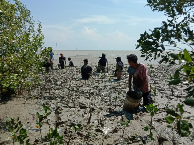 Menanam mangrove di hutan Desa Batu Ampar, Kubu Raya, Kalimantan Barat.