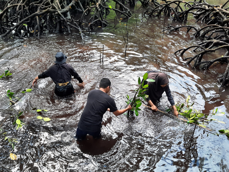 Penanaman mangrove di Bontang Mangrove Park.