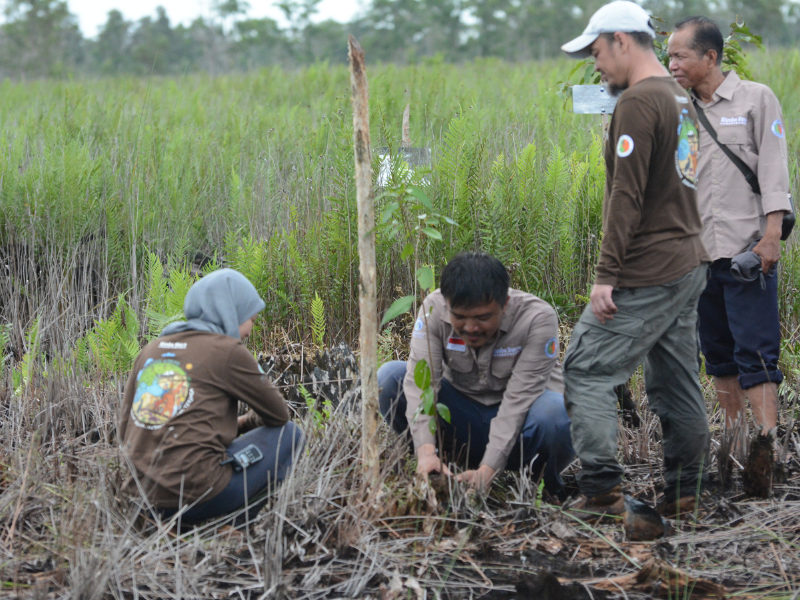 Penanaman pohon di lahan gambut.