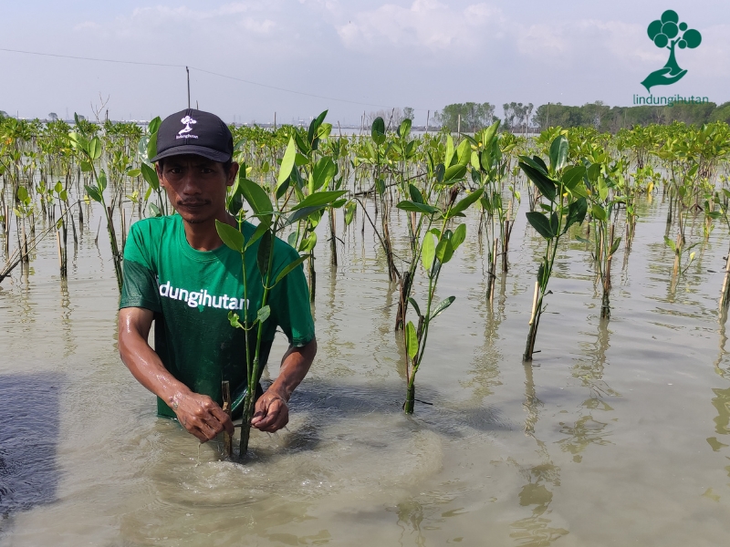 Mitra petani LindungiHutan menanam bibit mangrove di Demak.