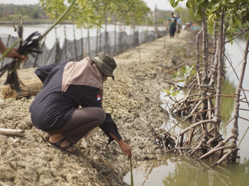 Penanaman mangrove Kayulama Home.