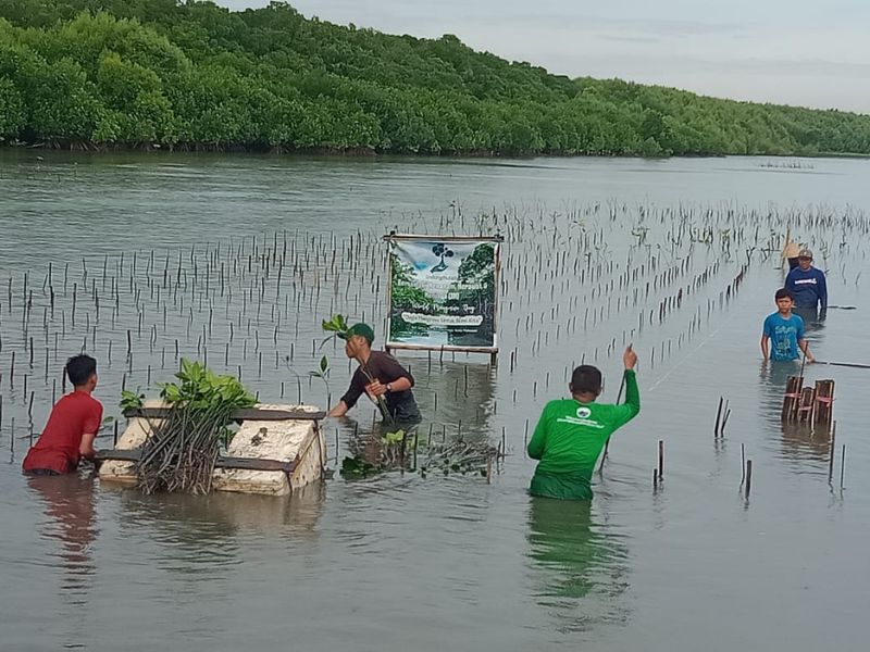 Penanaman mangrove Greater Good di Pesisir Untia, Makassar.