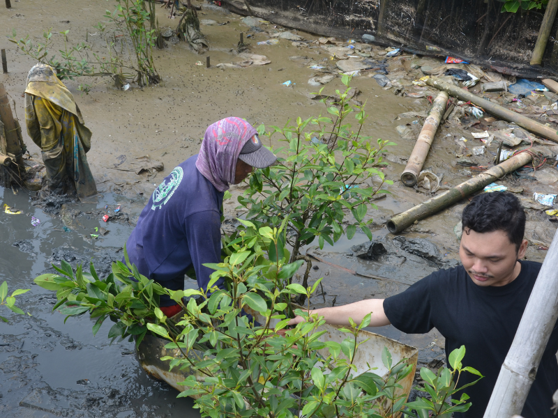 Partisipan kegiatan sedang menanam bibit mangrove api-api.