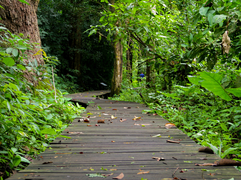 Melihat lebih dekat pesona dan potensi Taman Hutan Raya.