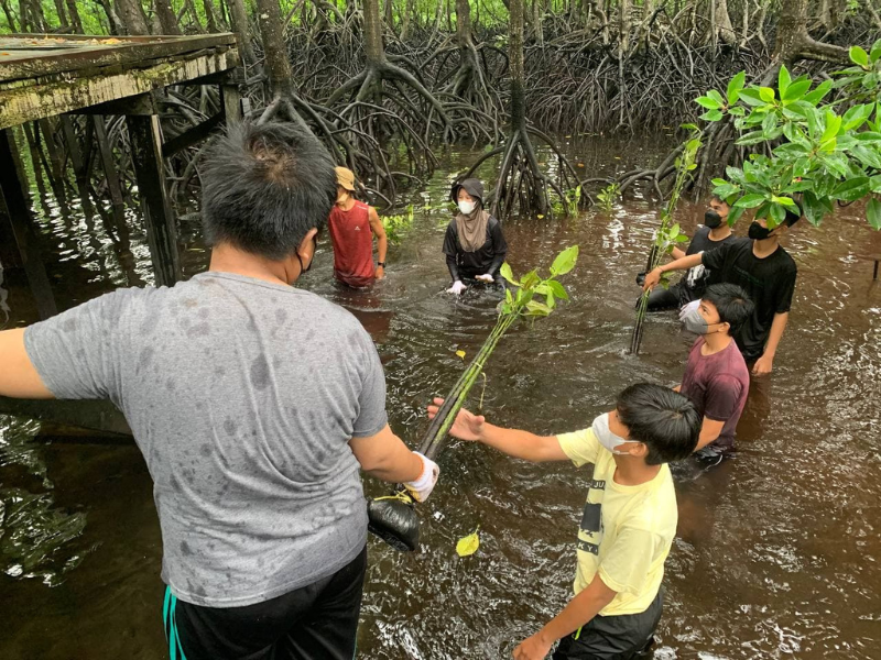 Penanaman mangrove Runa Beauty.