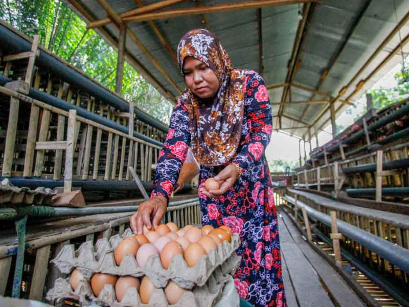 Tahukah kamu apa saja tujuan SDGs poin kesetaraan gender?