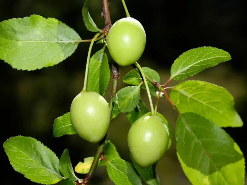 buah pohon bidara