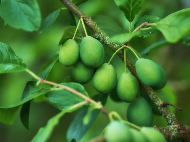 gambar pohon bidara