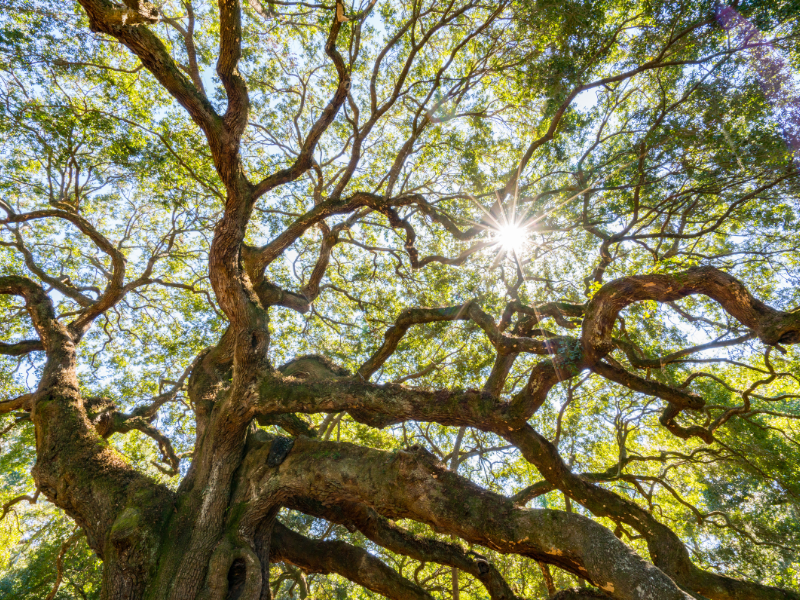Pohon Oak: Pohon Tua yang Langka di Indonesia (2022) 82 Mengenal apa itu pohon oak?