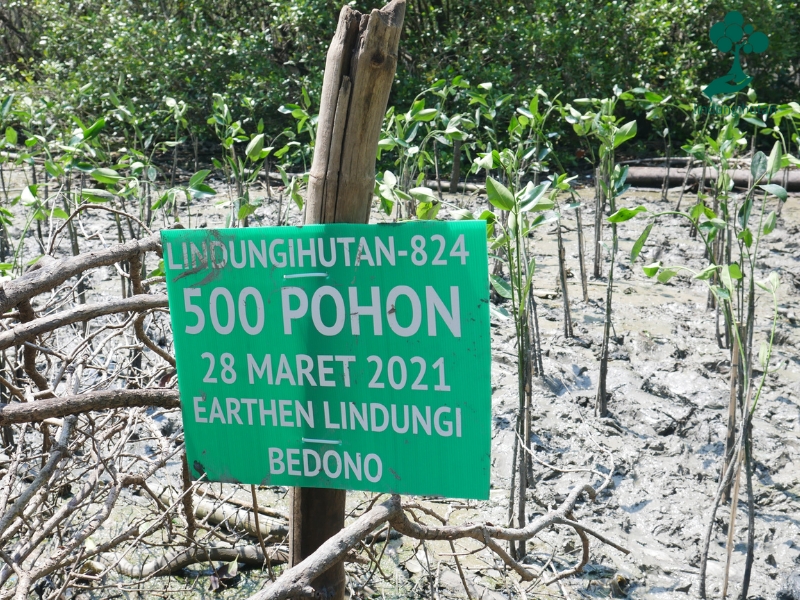 Area penanaman mangrove Earthen Project di pesisir Bedono, Sayung, Demak.