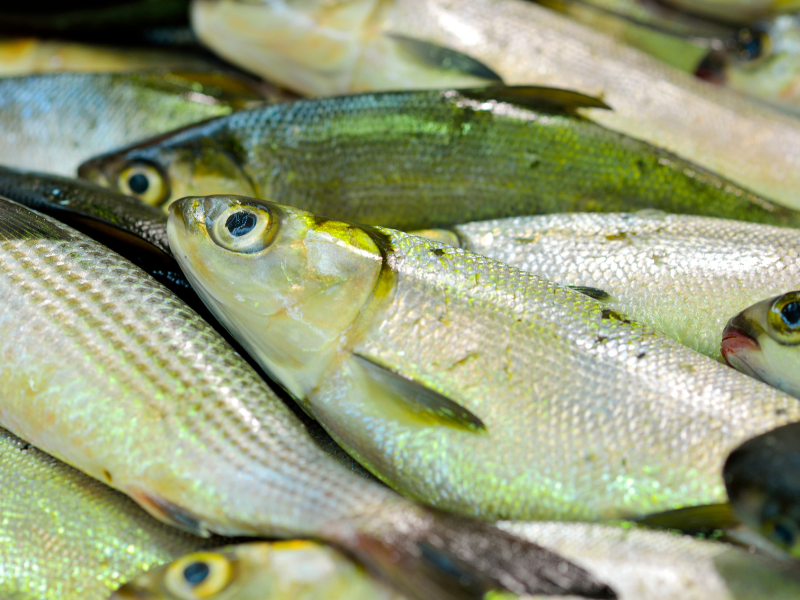 Gambar ikan bandeng dari dekat.