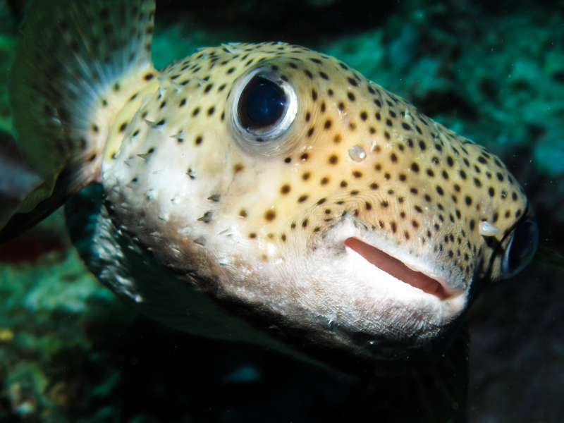 Ikan di hutan mangrove selanjutnya adalah ikan buntal.