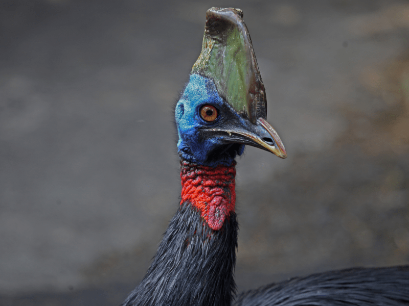 Burung kasuari dengan mahkotanya yang cantik.