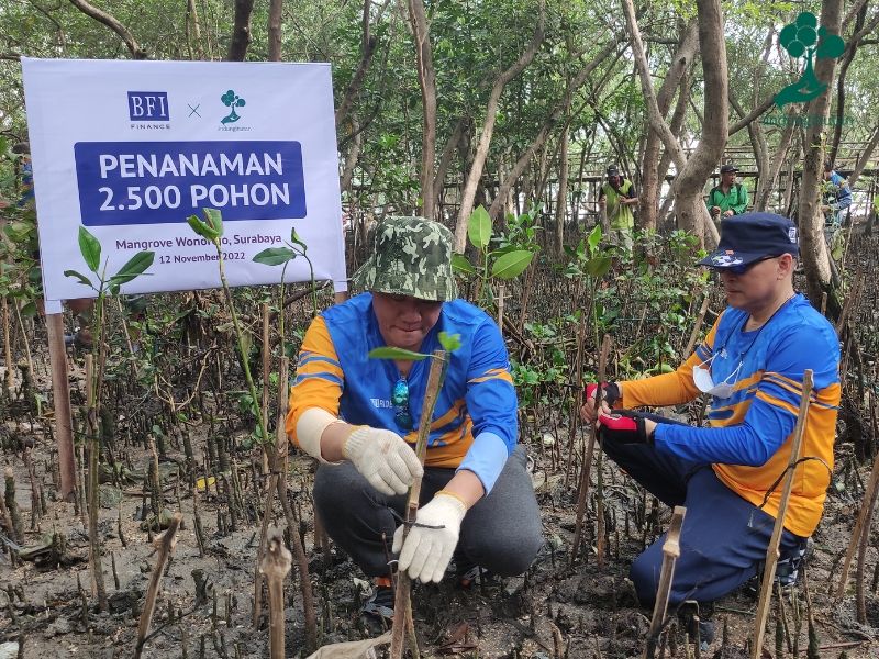 Penanaman mangrove BFI Finance di hutan mangrove Wonorejo.