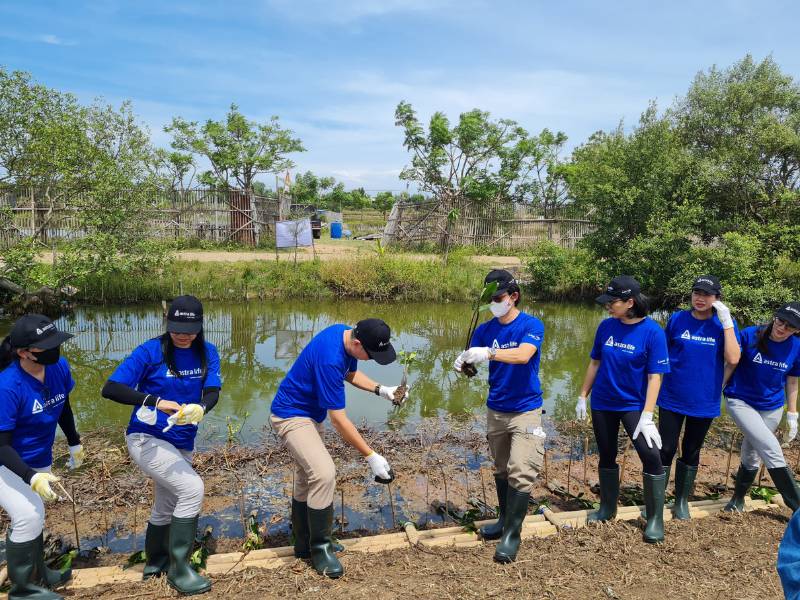 Penanaman mangrove oleh Astra Life.