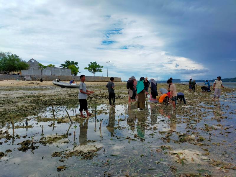 Kasi tanam mangrove di Pesisir Ogotua.