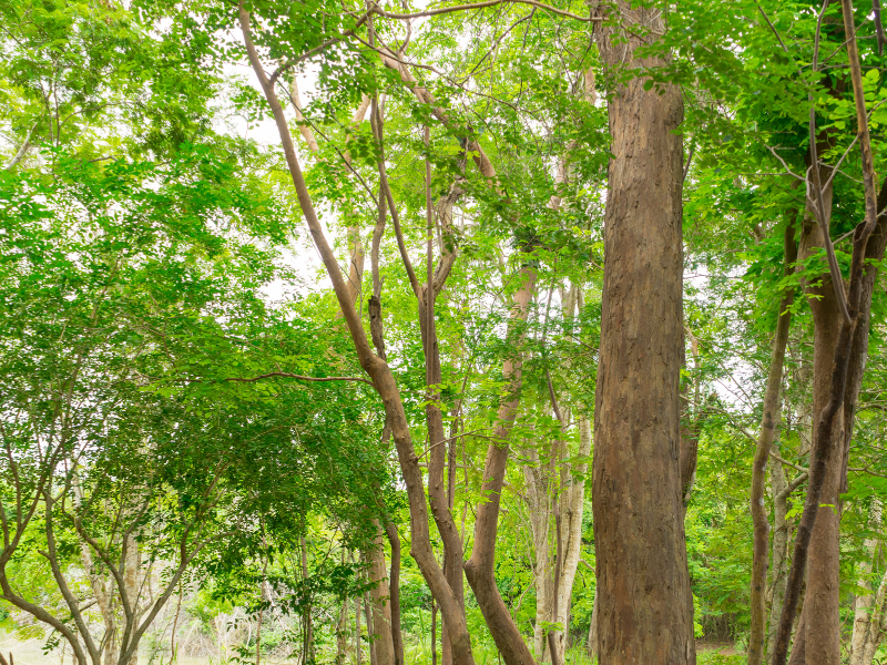 Pohon Sonokeling: Klasifikasi, Ciri-Ciri, Manfaat, dan Cara Budidaya (2022) 82 Apa itu pohon sonokeling?