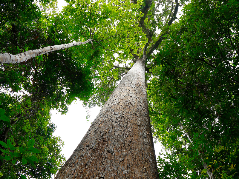 Gambar pohon keruing.