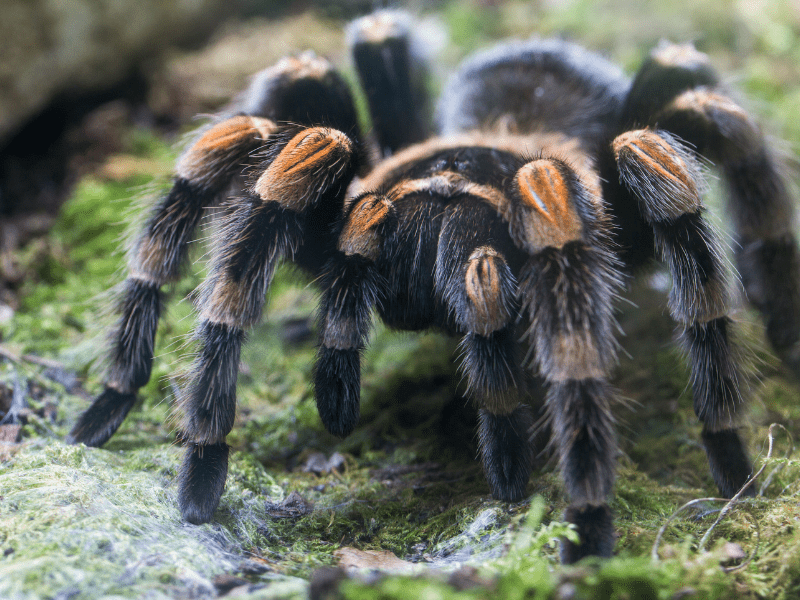 Tarantula, si laba-laba besar.