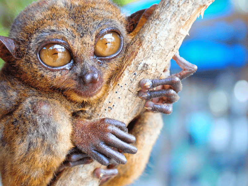 Foto tarsius berpegangan dengan batang.