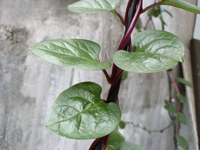 Gambar tanaman herbal binahong.