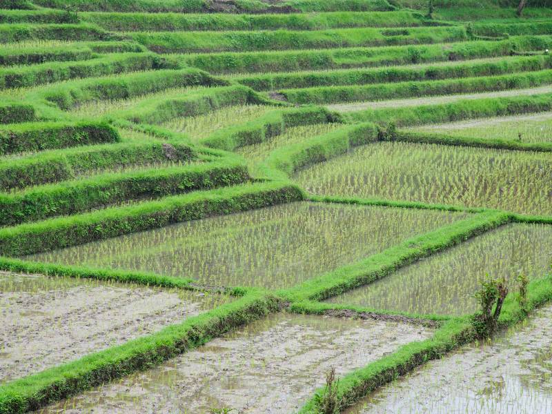 Sawah adalah salah satu contoh agroekosistem.