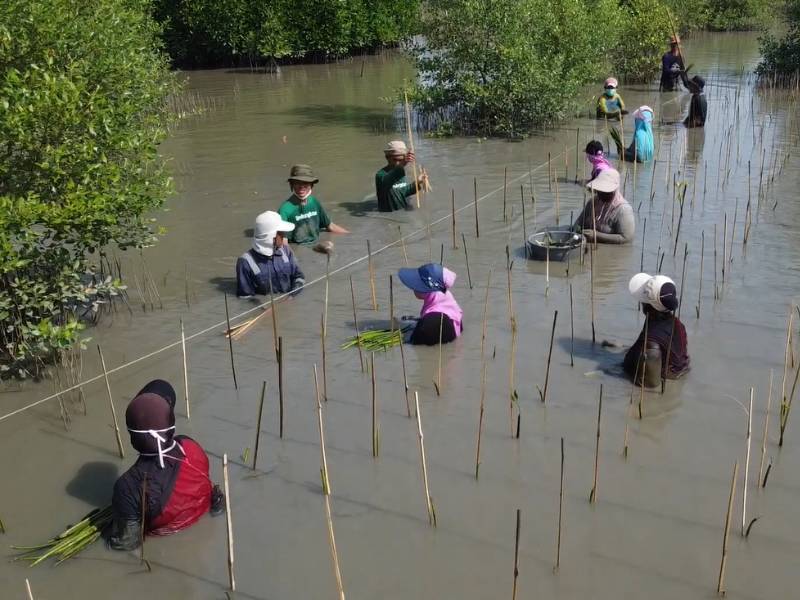 Foto penanaman mangrove di Muaragembong.