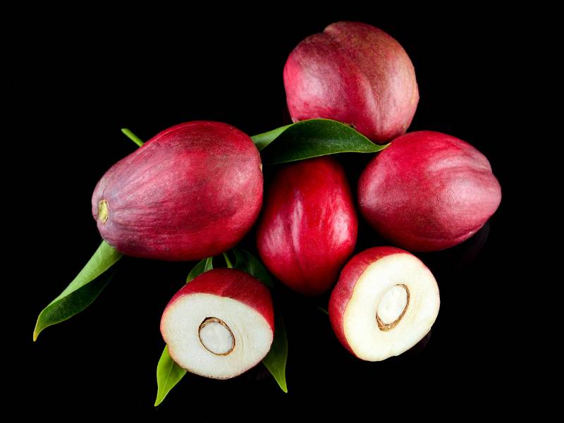 Mahkota dewa juga termasuk tanaman herbal yang bisa ditemukan.