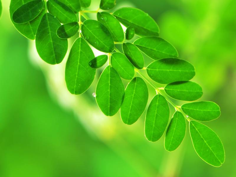 Gambar daun kelor, berwarna hijau dan kecil.