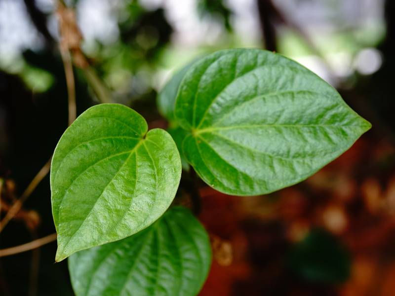 Daun sirih, mudah ditemukan besar khasiatnya.