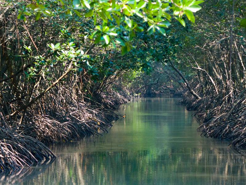 Gambar hutan bakau.