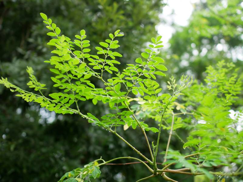 Gambar pohon kelor.
