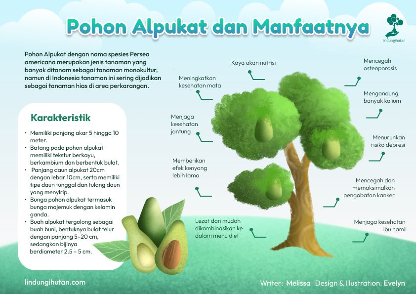 Pohon Alpukat: Klasifikasi, Ciri, Jenis dan Manfaat Alpukat 84 Mengenal pohon alpukat.