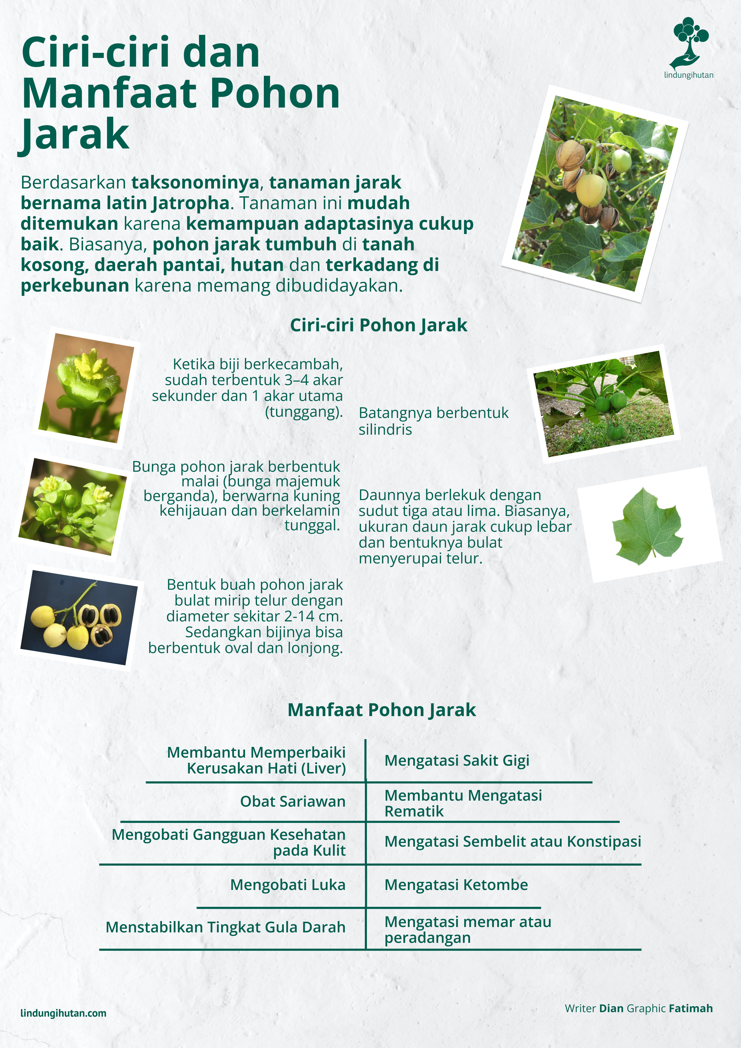 Serba-serbi tentang pohon jarak.