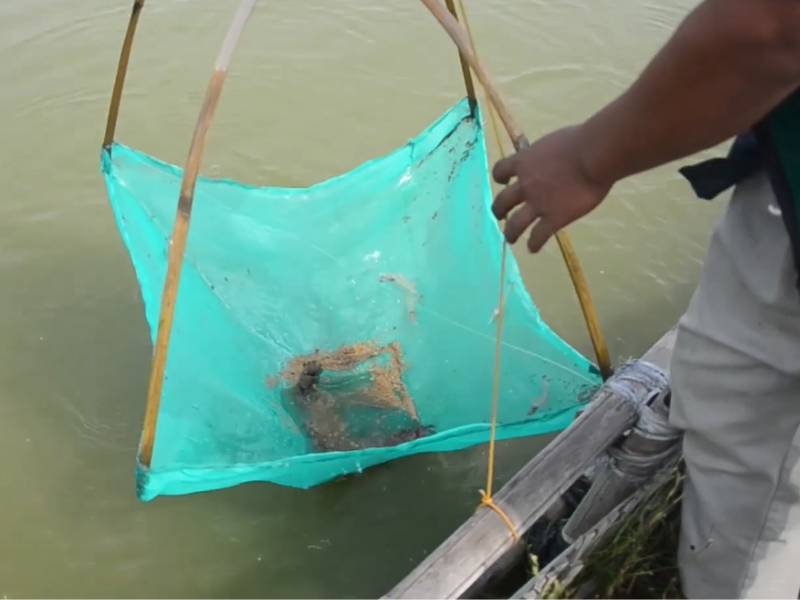 Gambar udang dari tambak silvofishery.