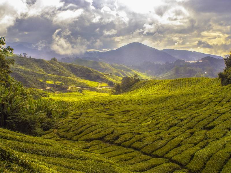 Apa yang dimaksud dengan agroekosistem?